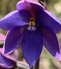 Thelymitra juncifolia