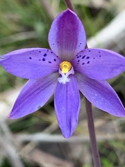 Thelymitra juncifolia