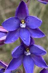 Thelymitra juncifolia