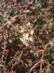 Erica clavisepala
