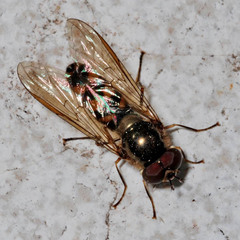 Meliscaeva auricollis