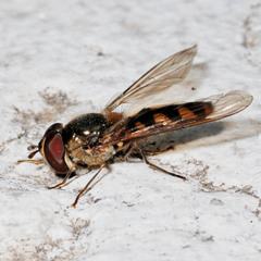 Meliscaeva auricollis