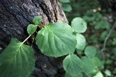 Hydrangea petiolaris