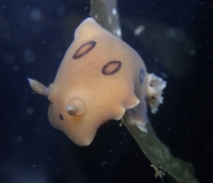 Diaulula sandiegensis
