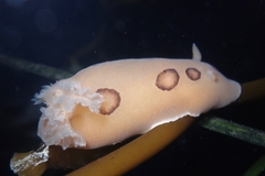 Diaulula sandiegensis