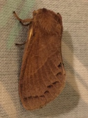 Bombycopsis punctimarginata