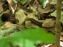Eutropis