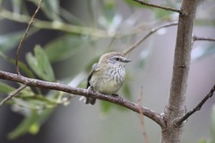 Acanthiza lineata