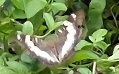 Limenitidinae