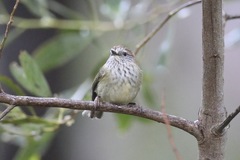 Acanthiza lineata