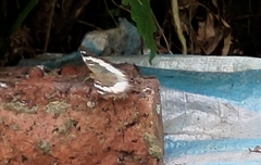 Limenitidinae