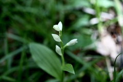 Cephalanthera erecta