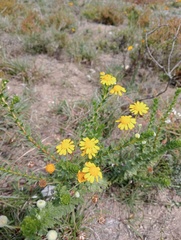 Euryops algoensis