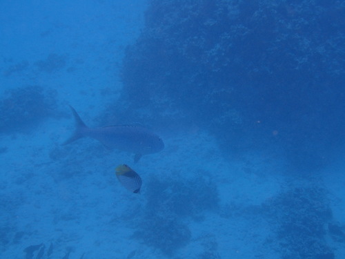 Aprion virescens