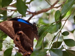 Papilio ulysses