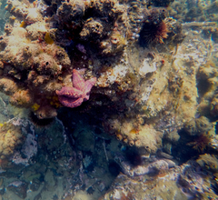 Uniophora granifera