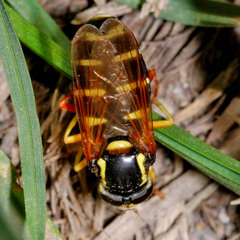Xanthogramma citrofasciatum