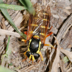Xanthogramma citrofasciatum