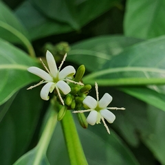 Morinda elliptica