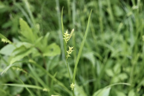 Carex parciflora iNat (1)