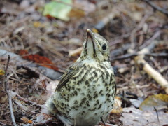 Turdus philomelos