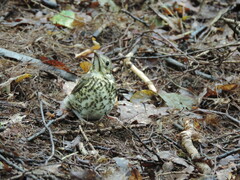 Turdus philomelos
