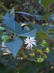 Nyctanthes arbor-tristis