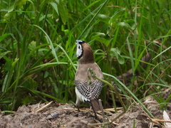 Stizoptera bichenovii