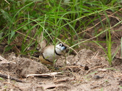 Stizoptera bichenovii