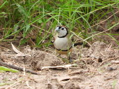Stizoptera bichenovii