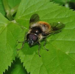 Cheilosia illustrata