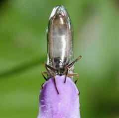 Platycheirus albimanus