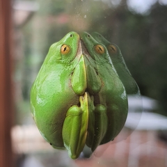 Hyperolius tuberilinguis