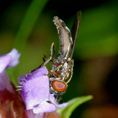 Platycheirus albimanus