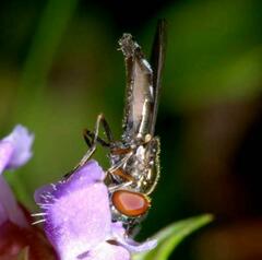 Platycheirus albimanus