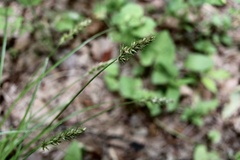 Carex nubigena