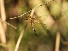 Hydrobasileus brevistylus