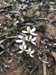 Caladenia cucullata