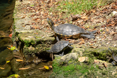Trachemys venusta iversoni