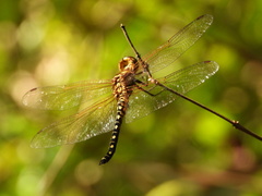 Hydrobasileus brevistylus