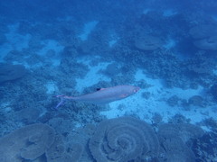 Scomberoides