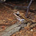 Fine-spined Frog - Photo (c) Spark, some rights reserved (CC BY-NC), uploaded by Spark