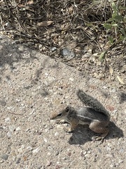 Ammospermophilus harrisii