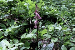 Cremastra appendiculata variabilis