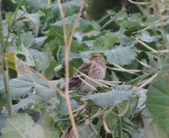 Linaria flavirostris