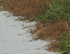 Linaria flavirostris