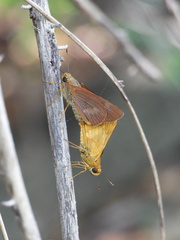 Cephrenes augiades