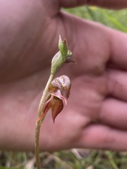 Pterostylis squamata