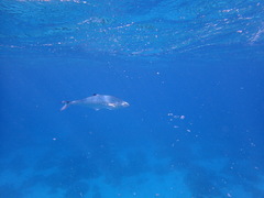 Scomberoides