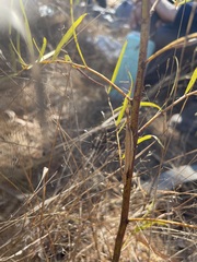 Erythropomala amaena